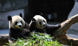 What is a Group of Pandas Called? Fun Facts You Didn’t Know