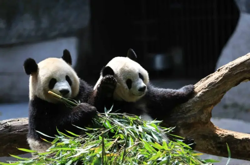 What is a Group of Pandas Called