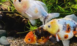 What Is a Group of Fish Called? Discover the Surprising Truth