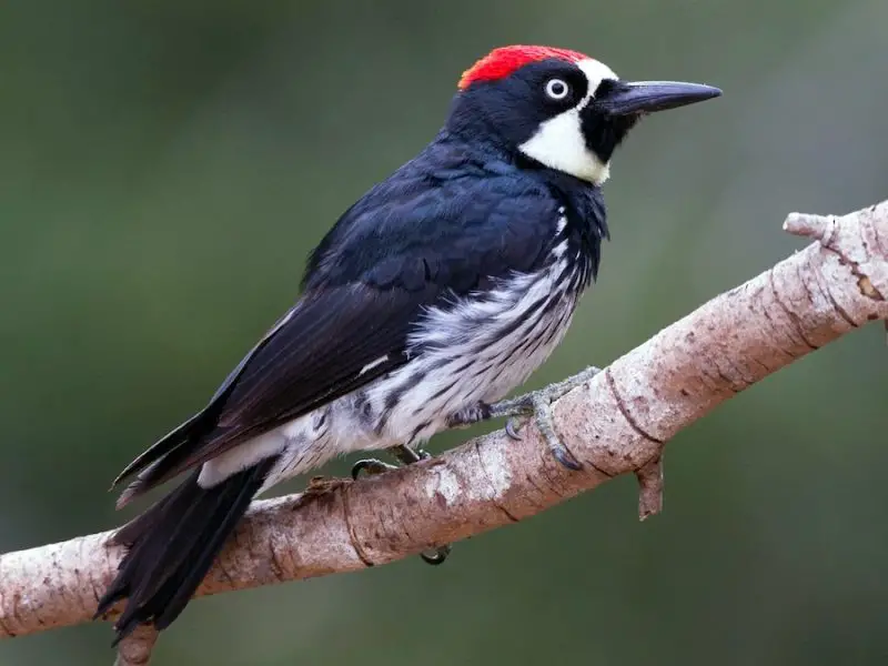 types of woodpeckers