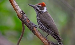 23 Types of Woodpeckers in North America (With Pictures)