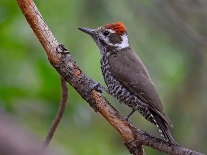 types of woodpeckers