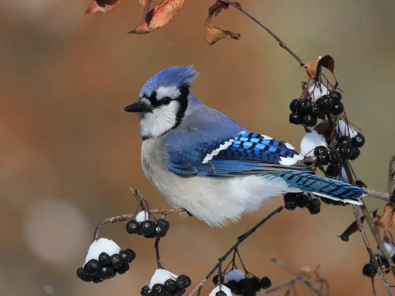 Crested Woodland Bird