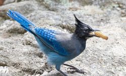 Blue Woodpecker Mystery: Discovery, Habitat & Behavior