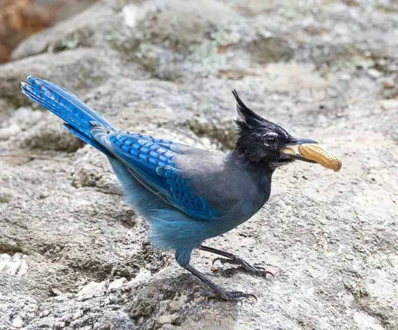 Blue Woodpecker