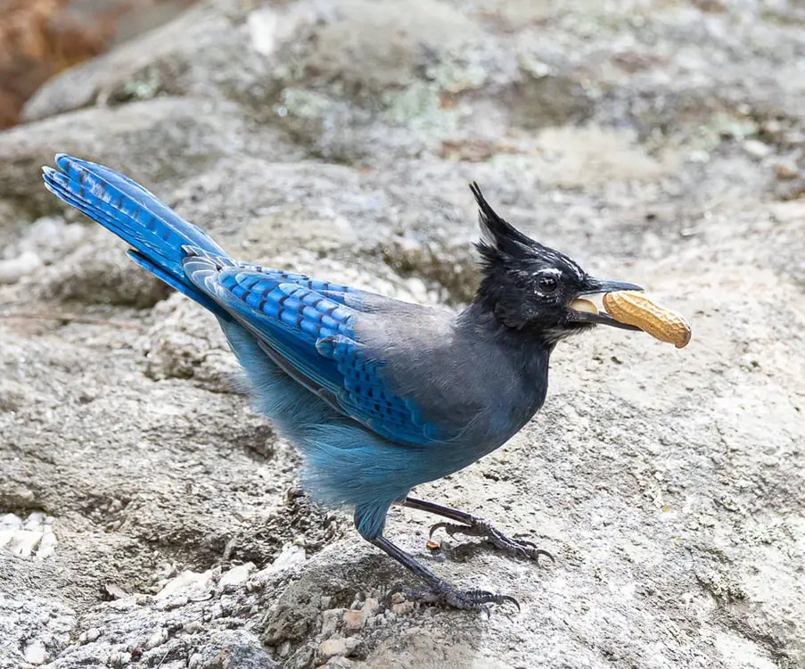 Blue Woodpecker