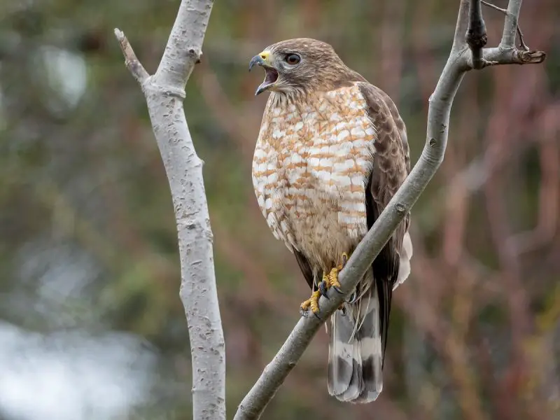 Hawks in Utah