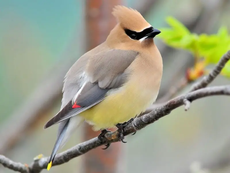Crested Woodland Bird