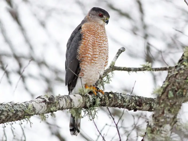Hawks in Utah