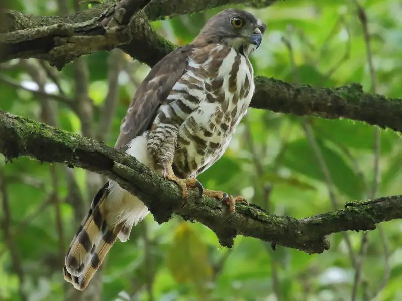 Crested Woodland Bird