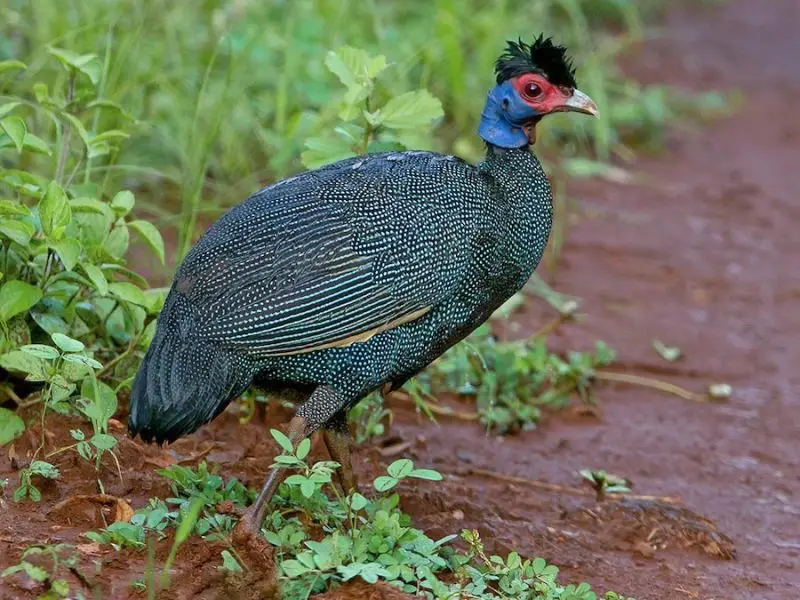 Crested Woodland Bird