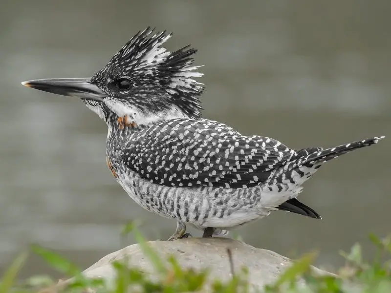Crested Woodland Bird