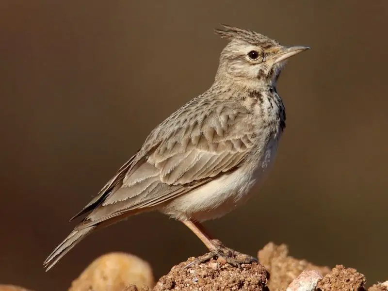 Crested Woodland Bird