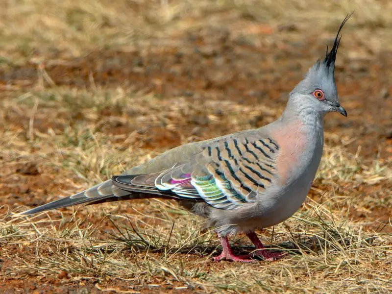 Crested Woodland Bird