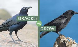 Crow vs Grackle Identification Guide (With Amazing Facts)