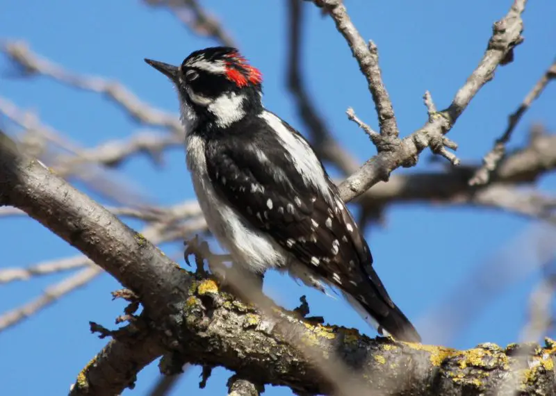 types of woodpeckers
