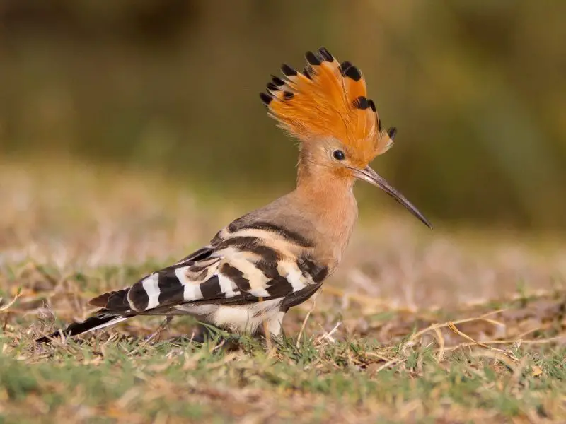 Crested Woodland Bird