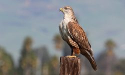 14 Hawks in Utah (With Pictures and Identification)