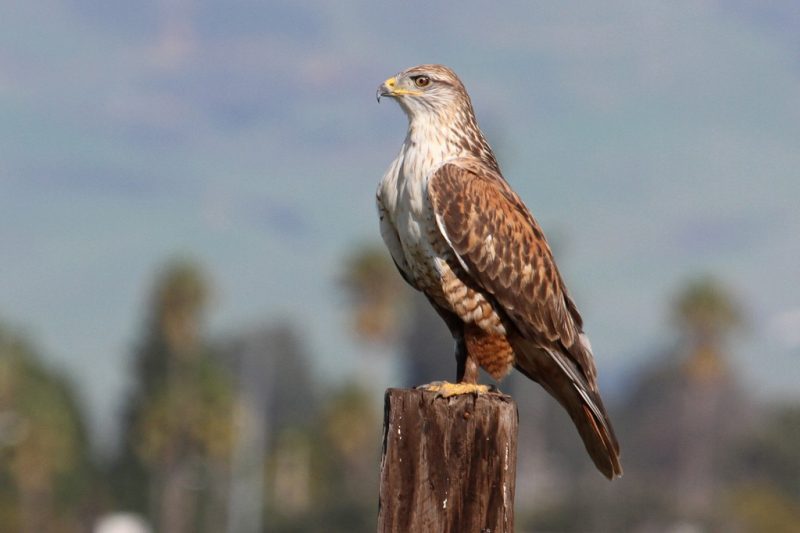 Hawks in Utah