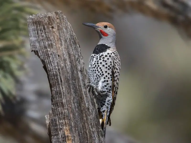 types of woodpeckers