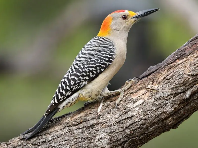 types of woodpeckers