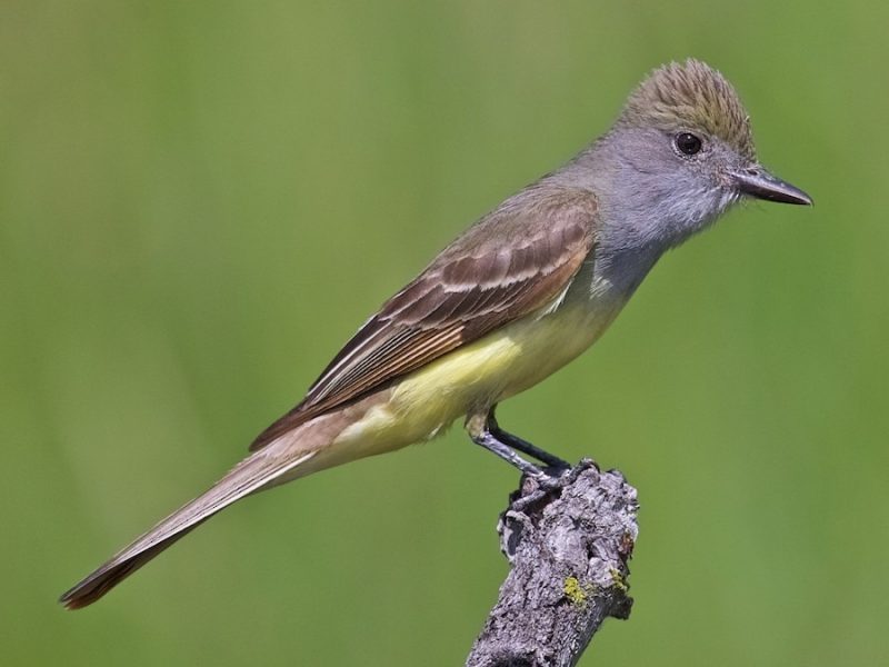 Crested Woodland Bird