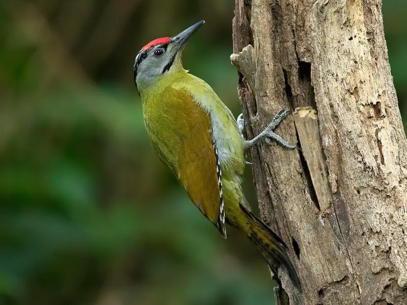 Crested Woodland Bird