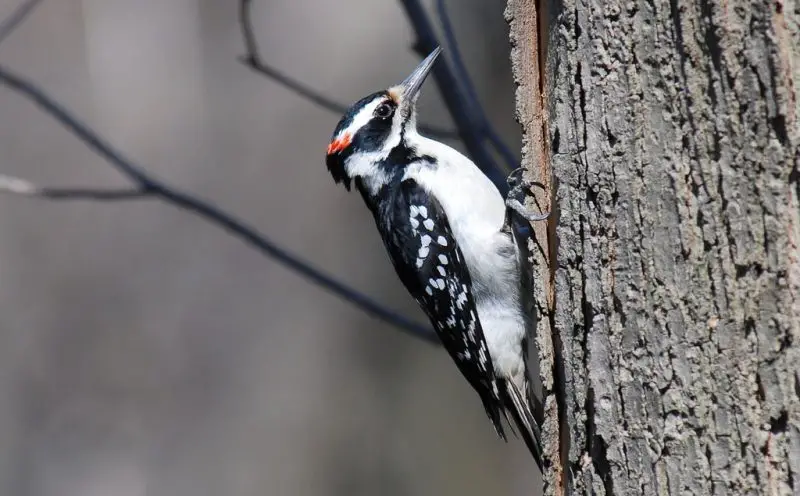 types of woodpeckers