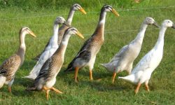 Indian Runner Duck: Everything You Need to Know