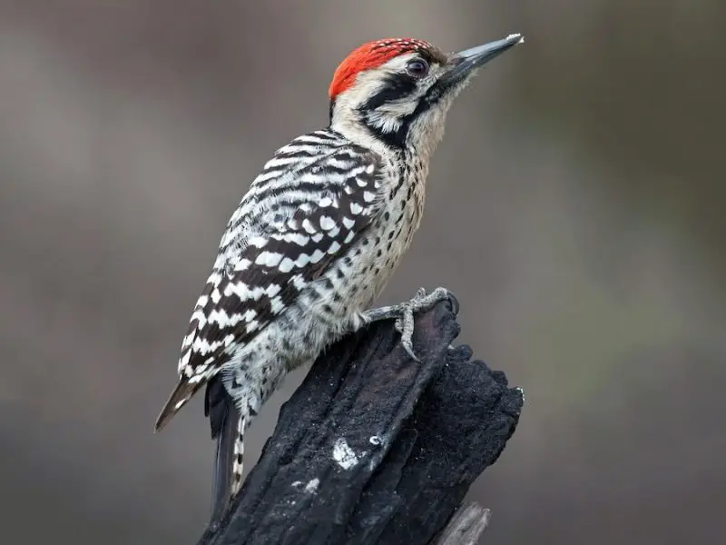 types of woodpeckers