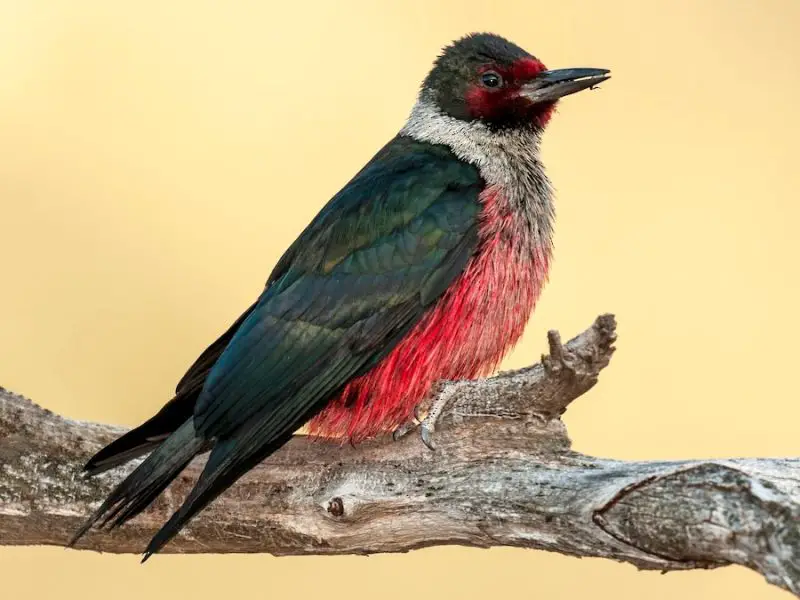 types of woodpeckers