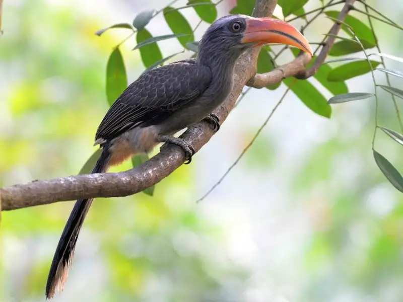 Crested Woodland Bird