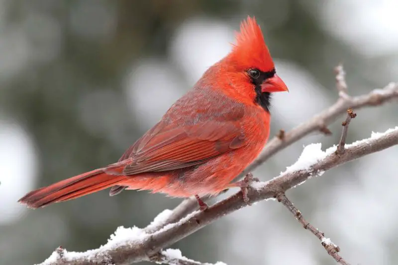 Crested Woodland Bird