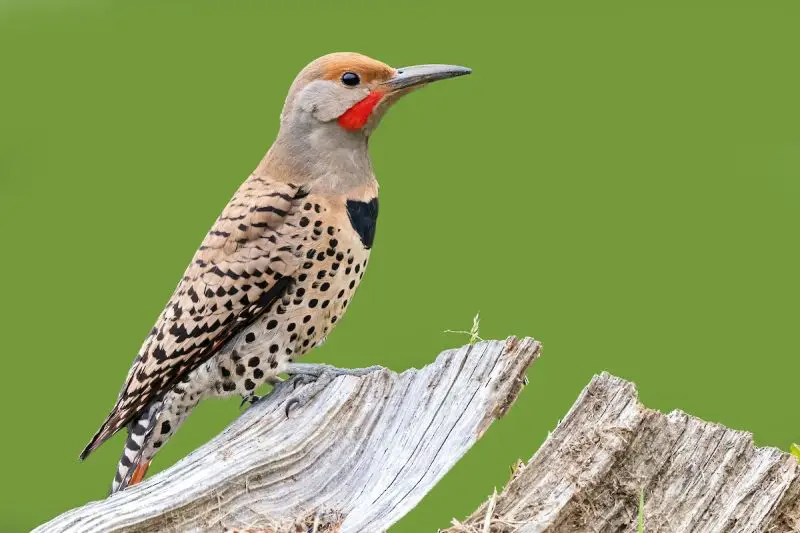 types of woodpeckers
