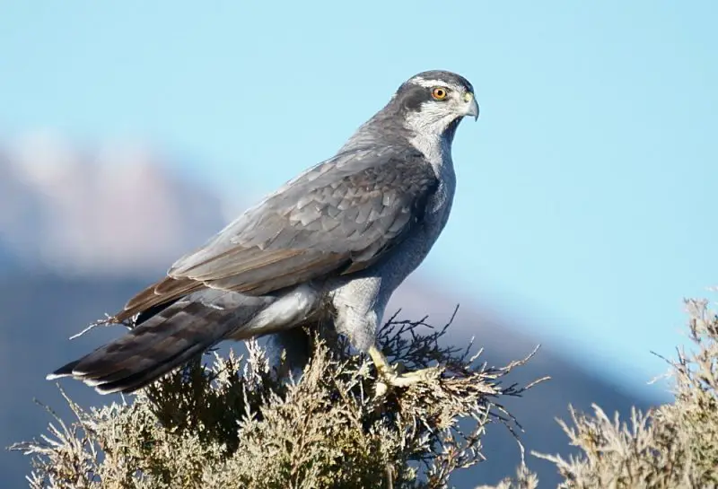 Hawks in Utah