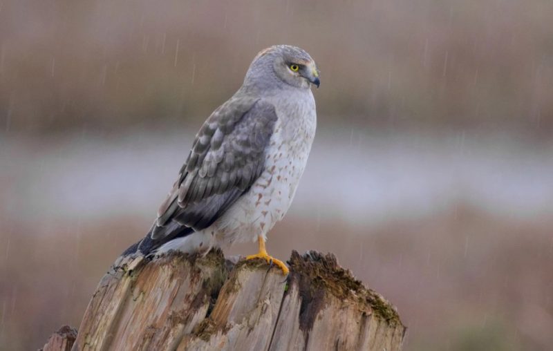 Hawks in Utah
