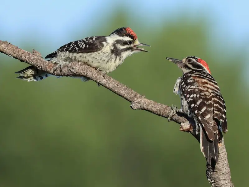 types of woodpeckers