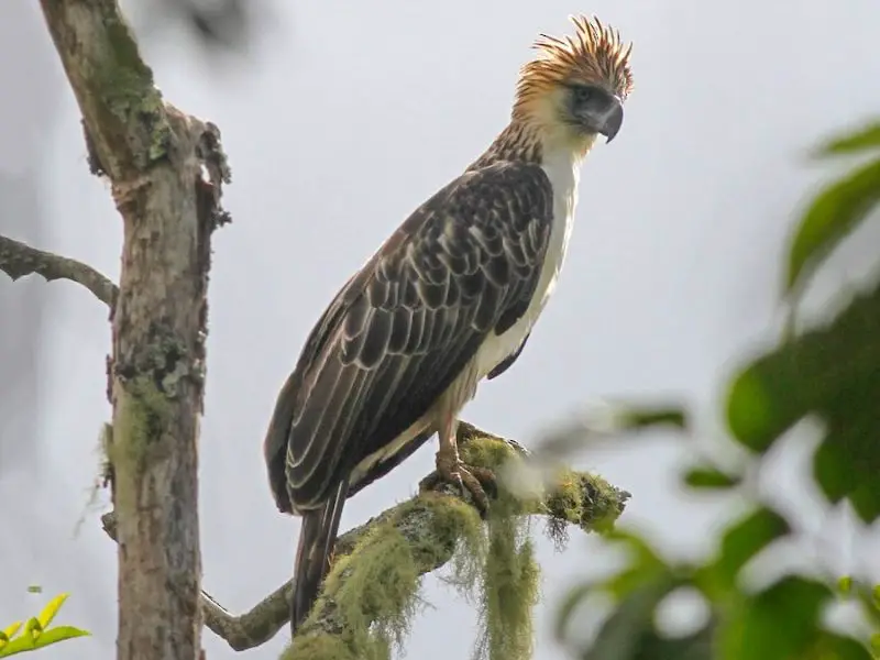 Crested Woodland Bird