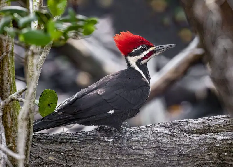 Crested Woodland Bird
