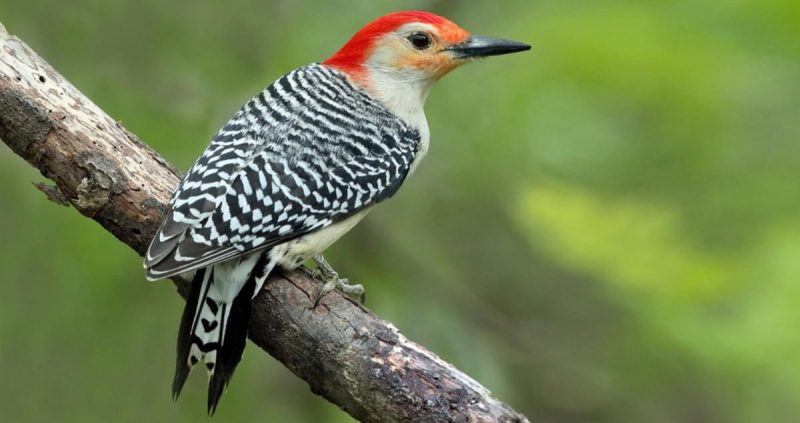 types of woodpeckers