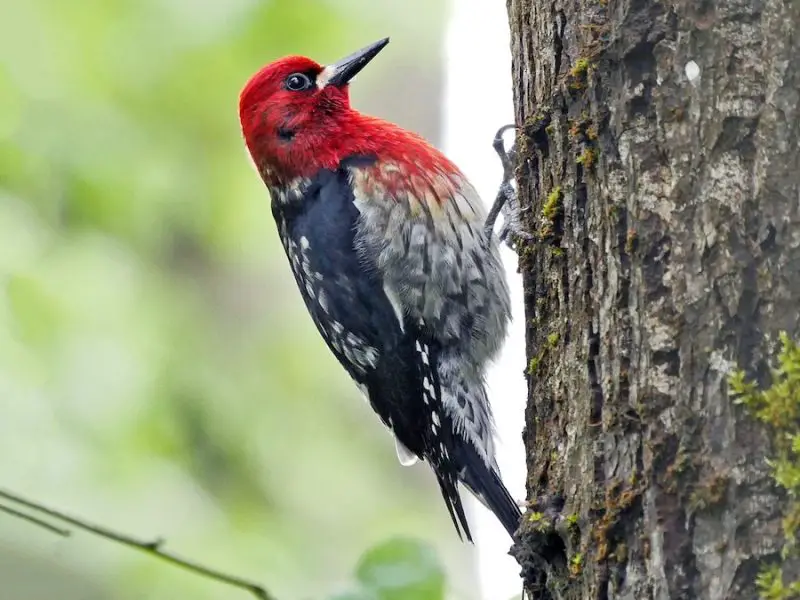 types of woodpeckers
