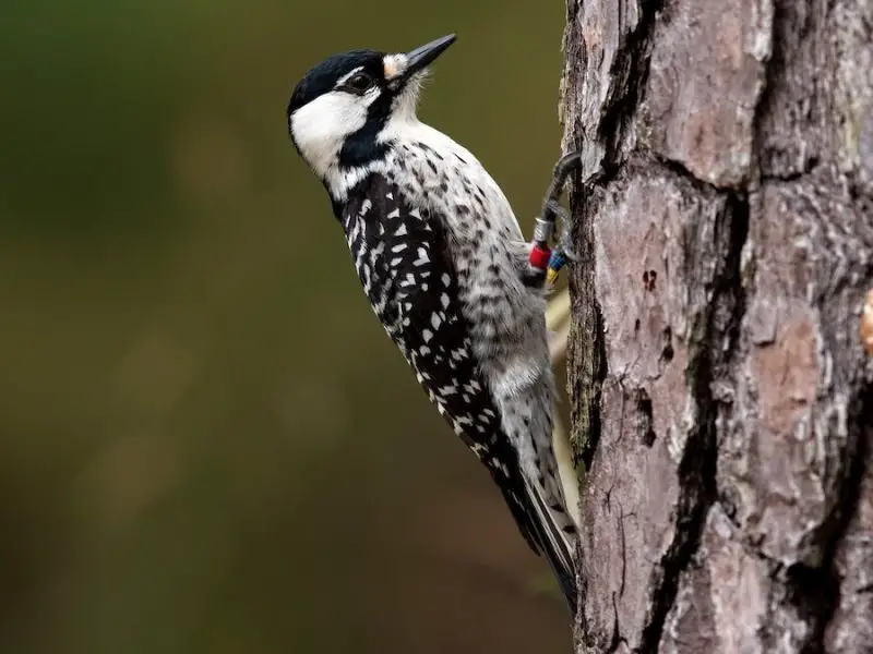 types of woodpeckers