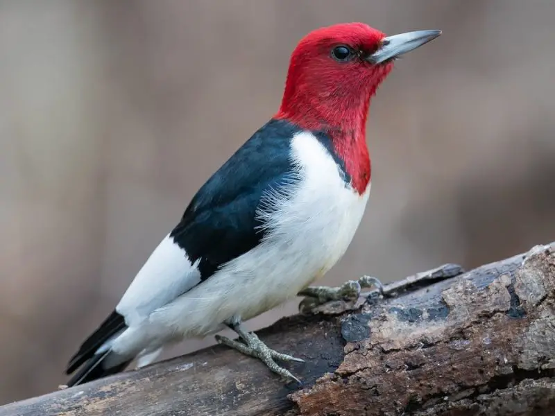 types of woodpeckers