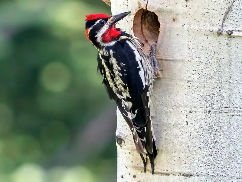 types of woodpeckers
