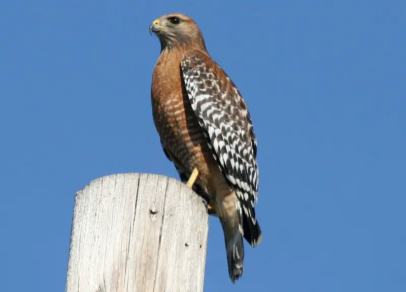 Hawks in Utah