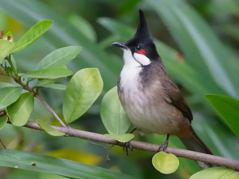 Crested Woodland Bird
