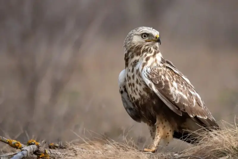 Hawks in Utah