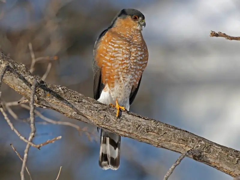 Hawks in Utah