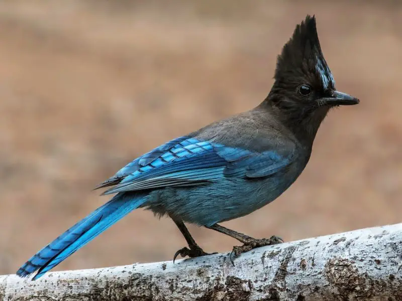 Crested Woodland Bird