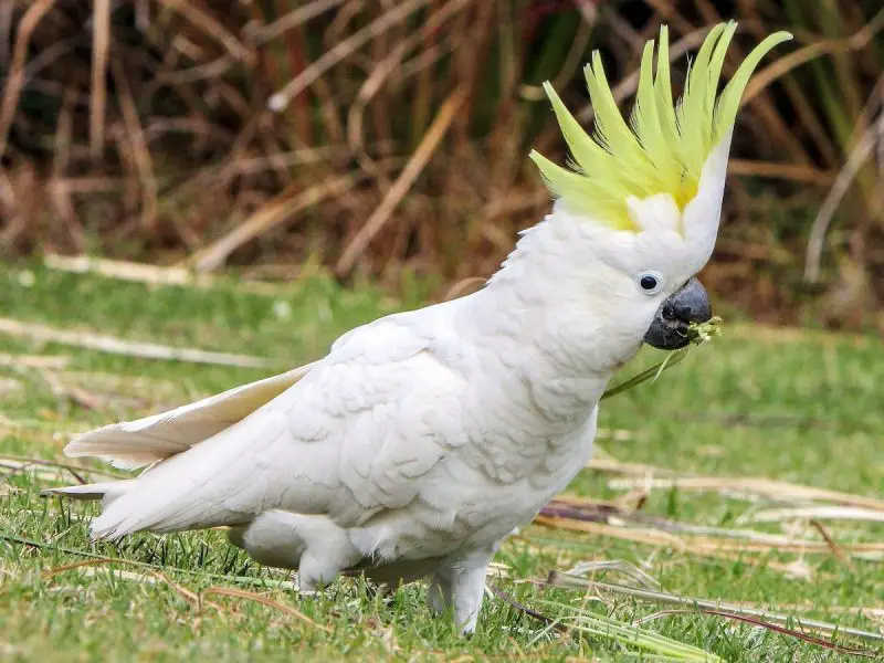 Crested Woodland Bird